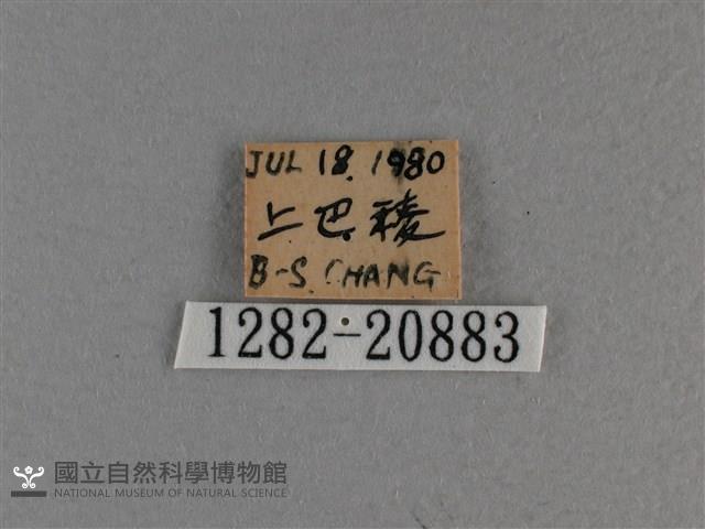 玉帶弄蝶藏品圖，第3張