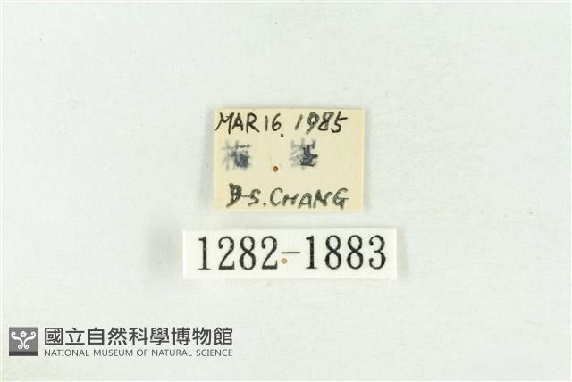 棍棒污燈蛾藏品圖，第3張