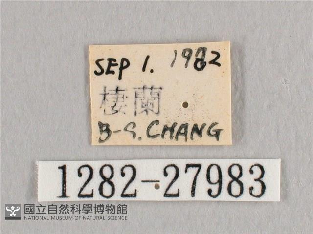 接骨木帶鉤蛾藏品圖，第3張