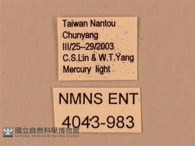 臺灣鋸翅天蛾藏品圖，第3張