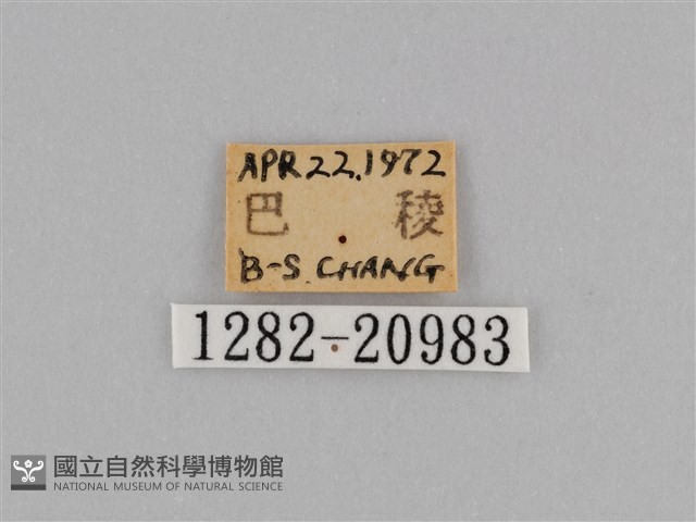 江崎波眼蝶藏品圖，第3張