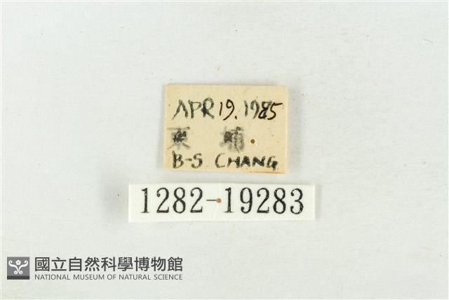 印華波紋蛾藏品圖，第3張