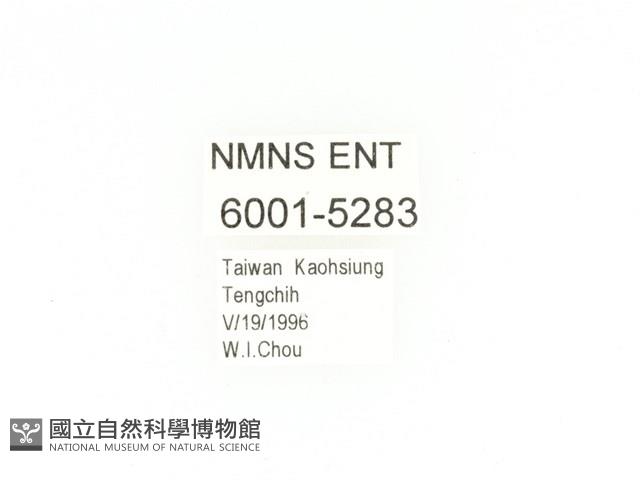 臺灣鍬形金龜藏品圖，第2張