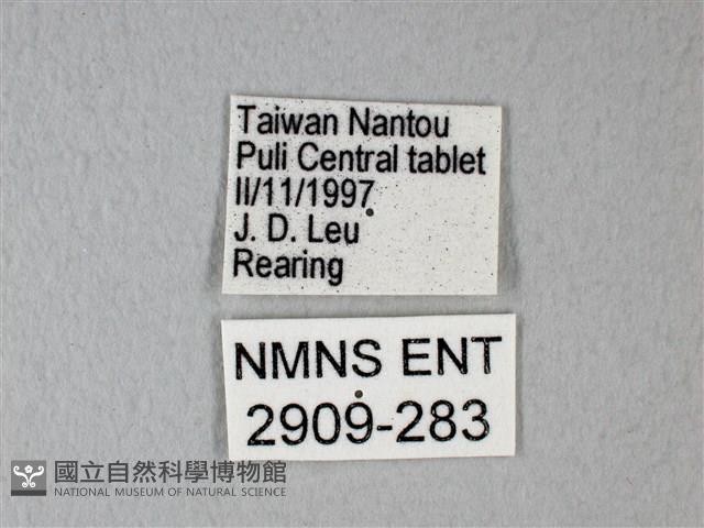 緣點白粉蝶藏品圖，第3張