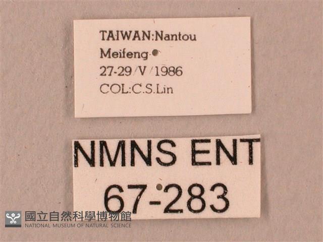 桃紅六點天蛾藏品圖，第3張