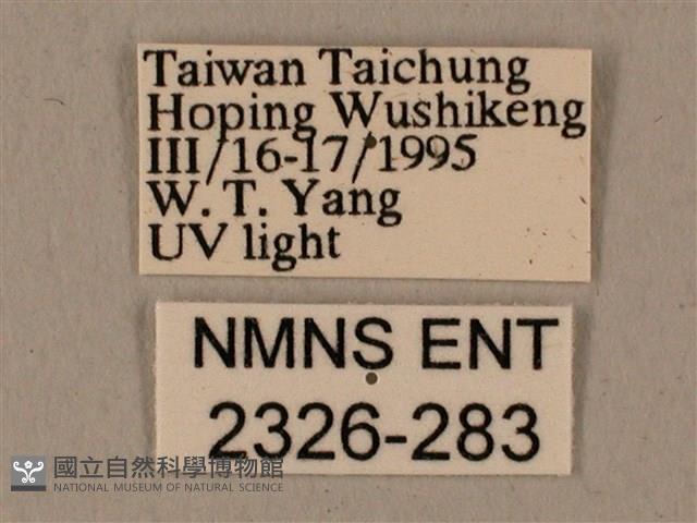 全緣缺角天蛾藏品圖，第3張