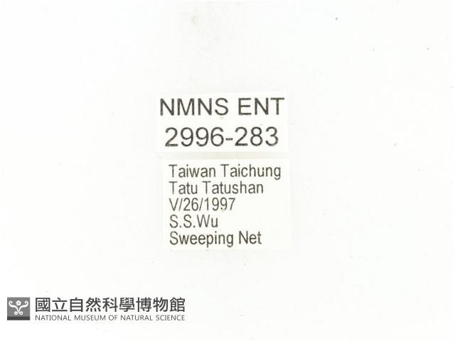 銅點花金龜藏品圖，第2張