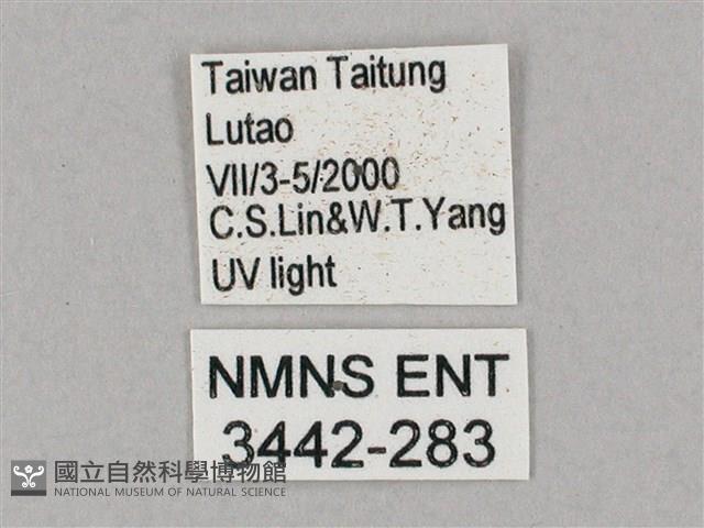 斜綠天蛾藏品圖，第3張