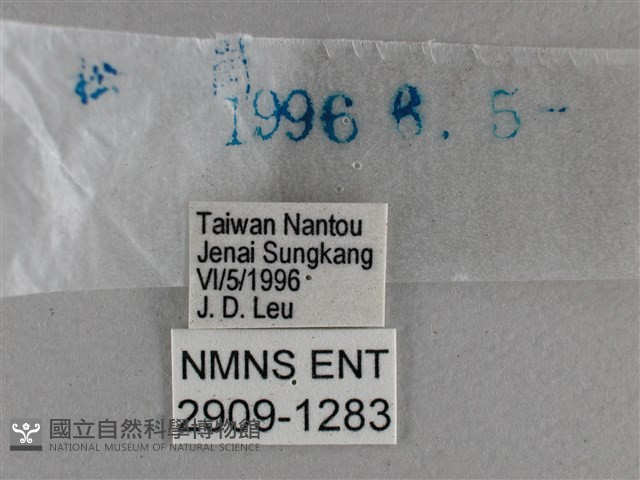 黃星弄蝶藏品圖，第3張