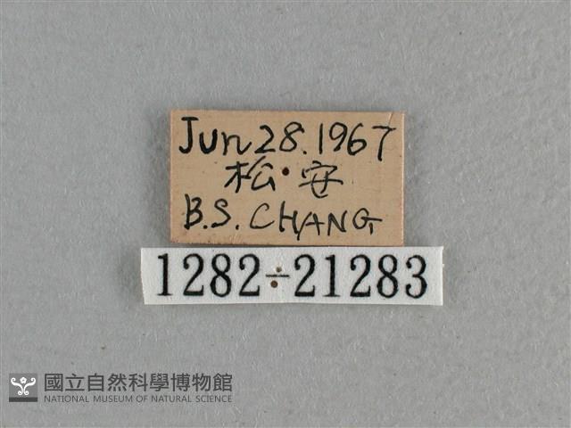 曲紋袖弄蝶藏品圖，第3張