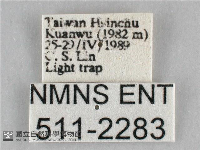 扭擬燈蛾藏品圖，第3張