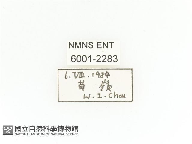 臺灣扇角金龜藏品圖，第2張