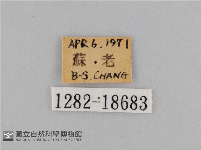 江崎波眼蝶藏品圖，第3張