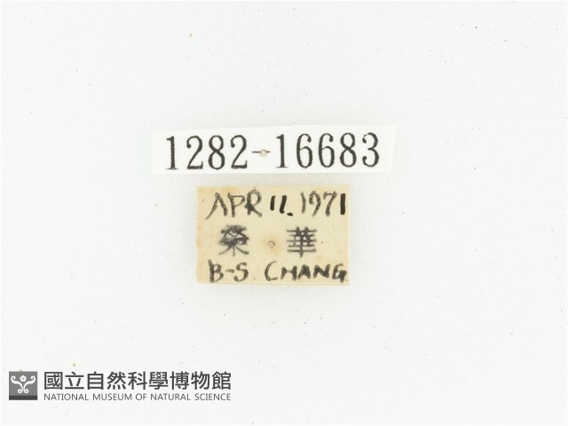 黑斑陷紋金龜藏品圖，第2張