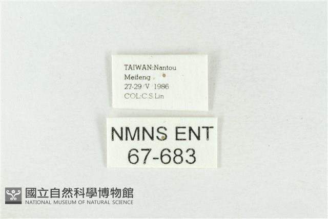 素木綠刺蛾藏品圖，第3張