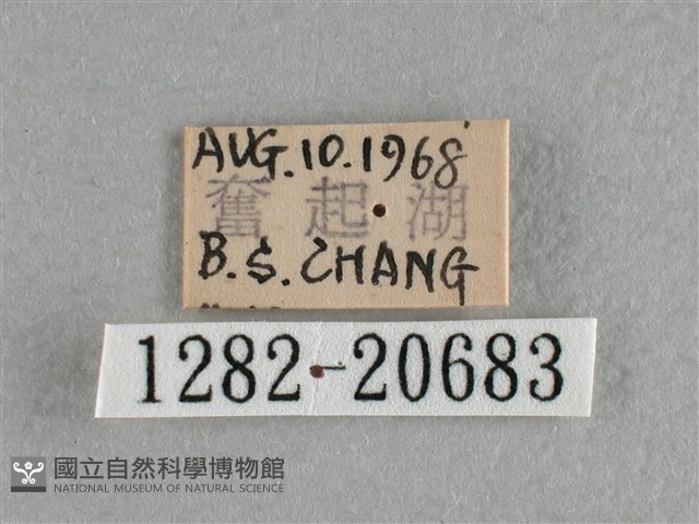 臺灣赭弄蝶藏品圖，第3張
