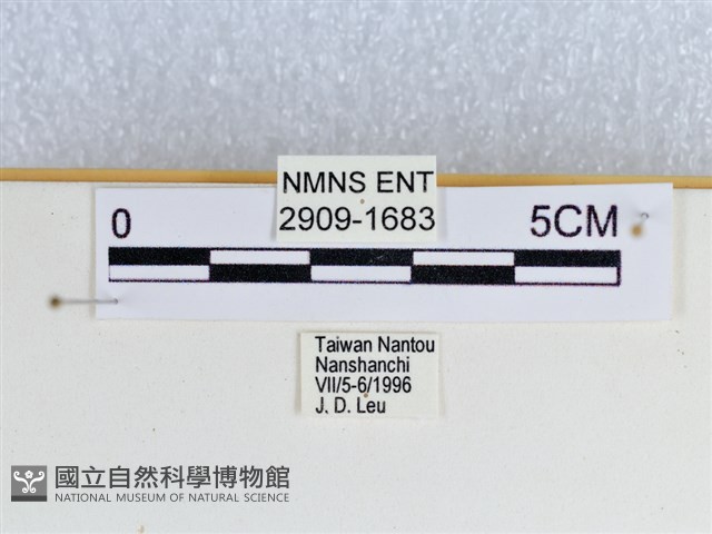斷線環蛺蝶藏品圖，第4張
