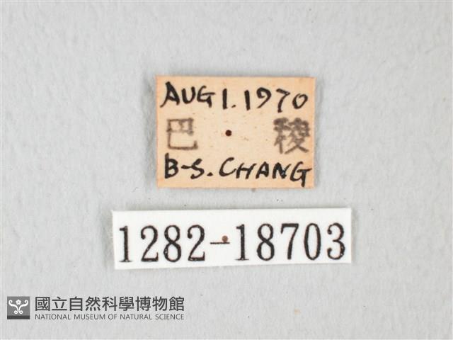 淡青雅波灰蝶藏品圖，第3張