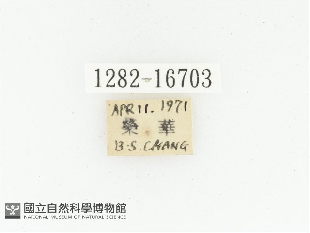 黑斑陷紋金龜藏品圖，第2張