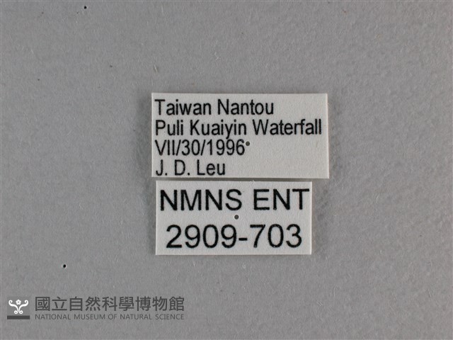 大紅蛺蝶藏品圖，第3張
