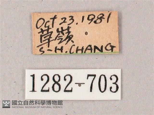 雙斑白肩天蛾藏品圖，第3張