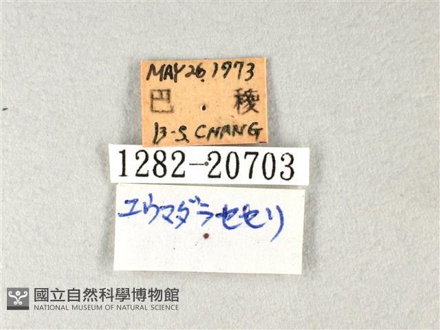 白弄蝶藏品圖，第3張