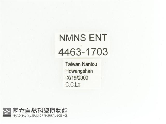 艷金龜藏品圖，第2張