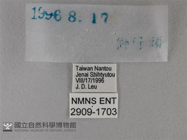 黑星弄蝶藏品圖，第3張