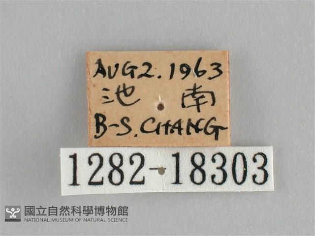 遷粉蝶、淡黃蝶藏品圖，第3張