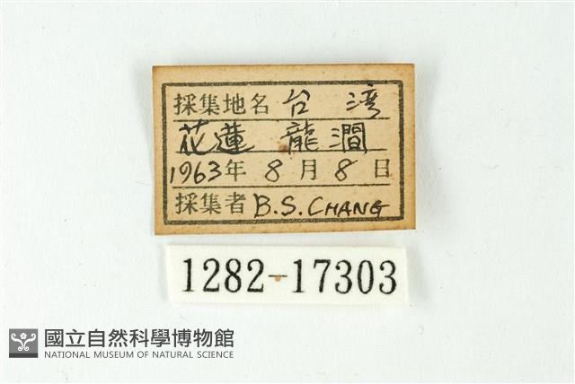 森灰蝶藏品圖，第3張