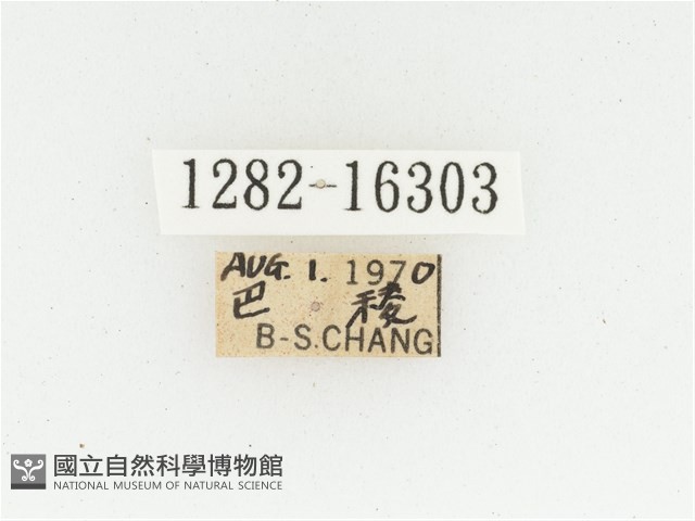 黃肩長腳花金龜藏品圖，第2張