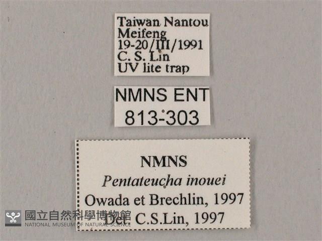 井上氏絨毛天蛾藏品圖，第3張