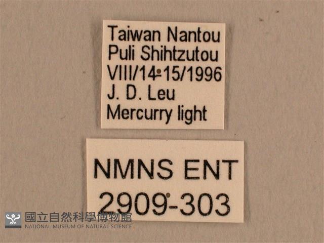 背線天蛾藏品圖，第3張