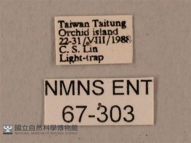 姬缺角天蛾藏品圖，第3張