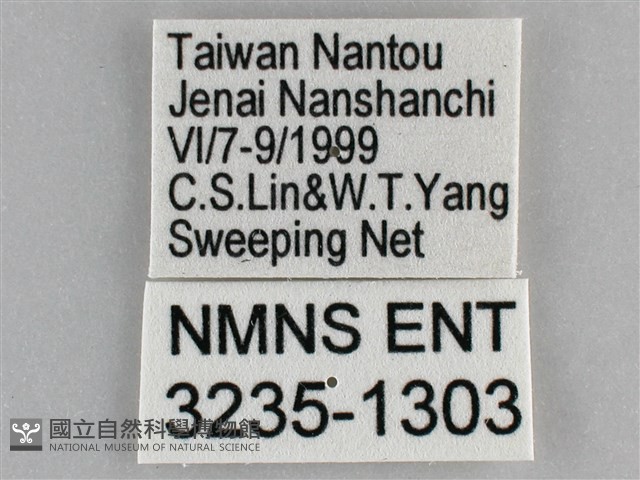 網絲蛺蝶、石牆蝶藏品圖，第3張