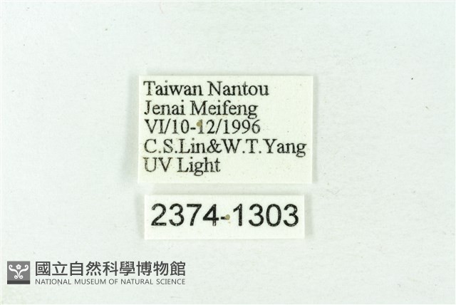 赭新污燈蛾藏品圖，第3張