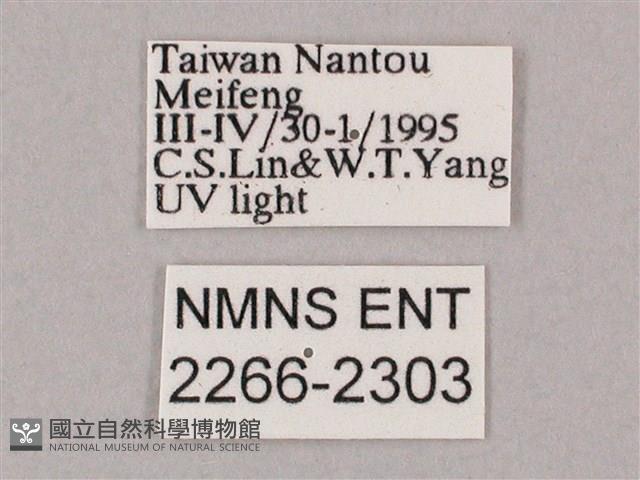 井上氏絨毛天蛾藏品圖，第3張