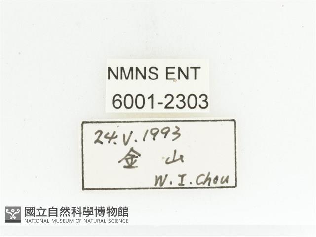 淡水長鬚金龜藏品圖，第2張