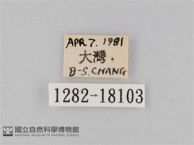 豆環蛺蝶藏品圖，第3張