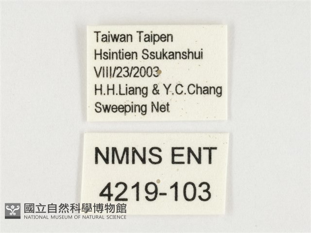 小紋青斑蝶藏品圖，第3張