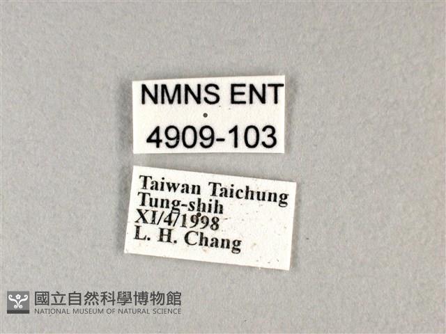 香蕉弄蝶藏品圖，第3張