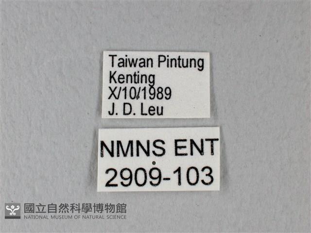 緣點白粉蝶藏品圖，第3張