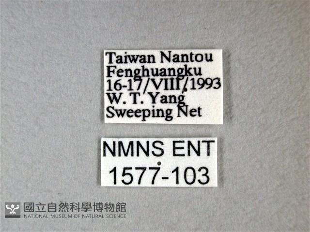 枯葉蝶藏品圖，第3張