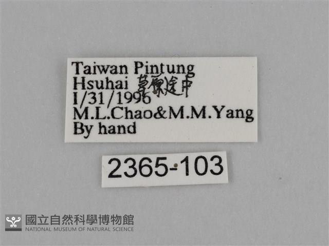 亮色黃蝶藏品圖，第3張