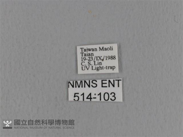 青枯葉蛾藏品圖，第3張