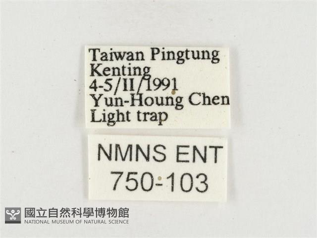 小白紋毒蛾藏品圖，第3張