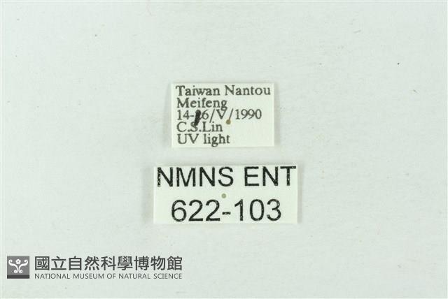 臺雪苔蛾藏品圖，第3張
