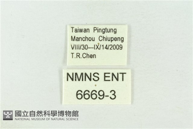 波紋眼蛺蝶藏品圖，第3張