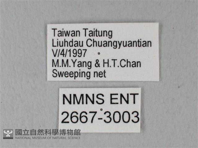 緣點白粉蝶藏品圖，第3張