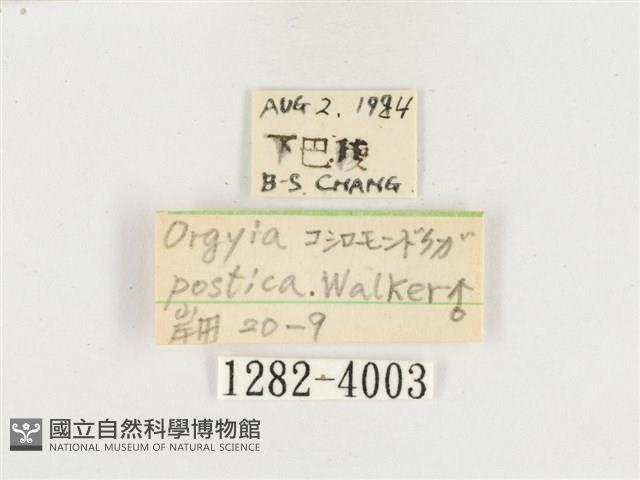 小白紋毒蛾藏品圖，第3張